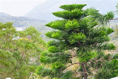 are there pine trees in china